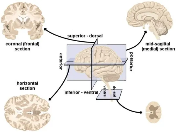 Brain anatomy diagram showing anterior-posterior orientation