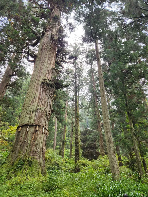 Ancient 1000-year-old tree Jiji-sugi next to the five-story pagoda
