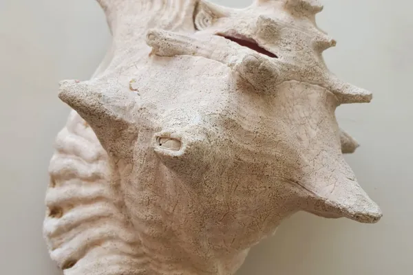 Seashell held in hand